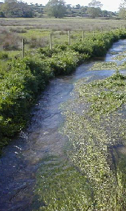 view of a Chalk stream